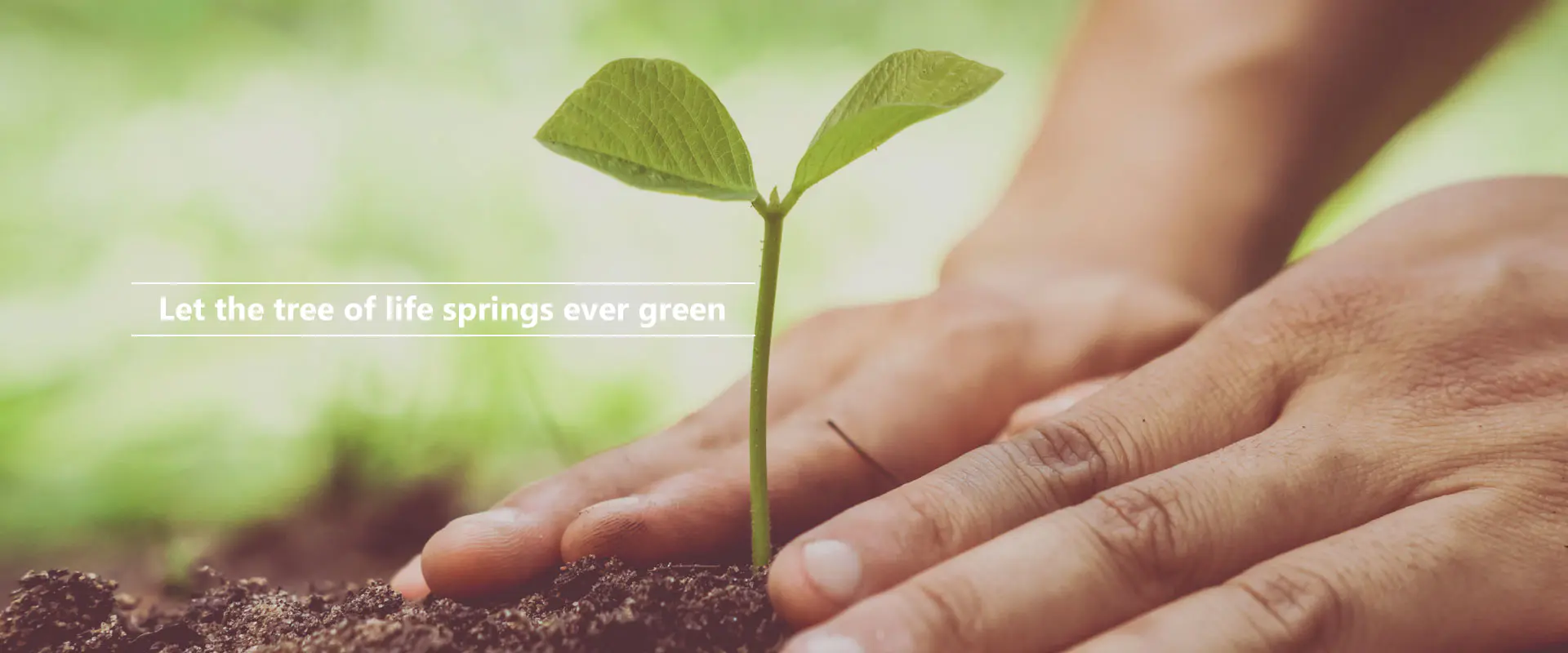 Нека дрво живота пролеће увек зелено